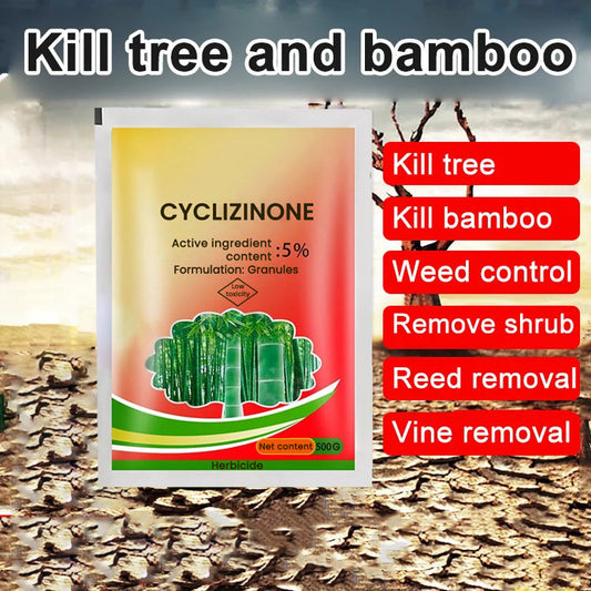 King of Bamboo Cleaning Rotten Roots